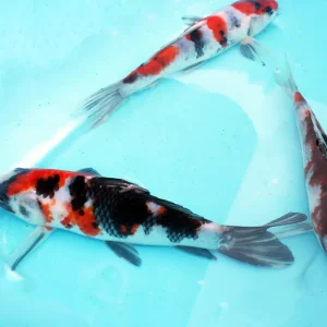 Aktuell Japan Koi tosai mix (Goshiki,Kujaku,Showa,Asagi,Shiroutsuri)